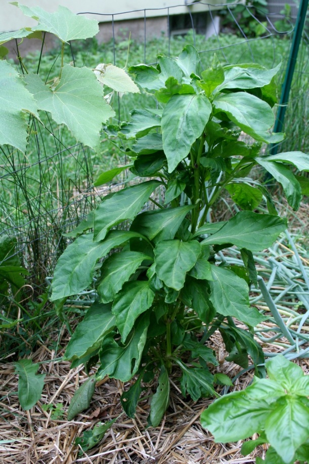 banana peppers with disease
