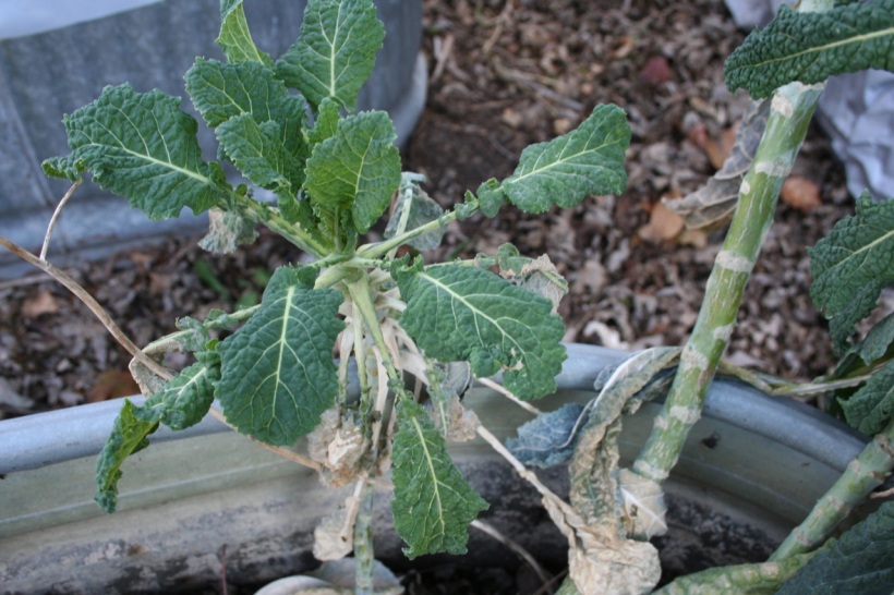 lacinato kale re-sprouting