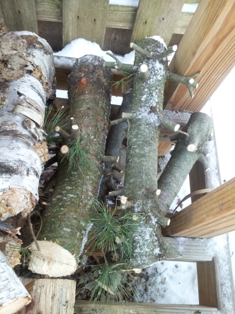 Christmas tree firewood