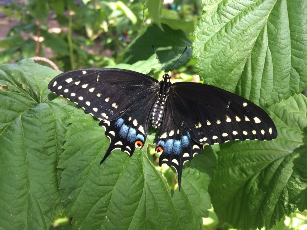 Black Swallowtail butterfly, via the New Home Economics