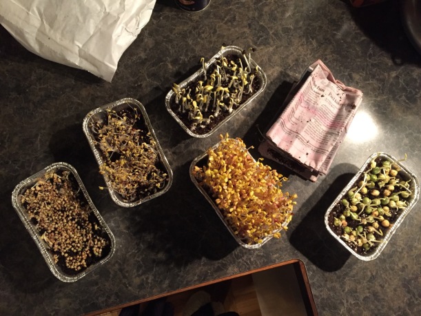 Newly sprouted soil sprouts, via The New Home Economics