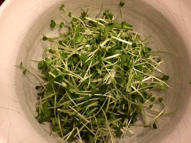 Soil Sprout Salad, via The New Home Economics
