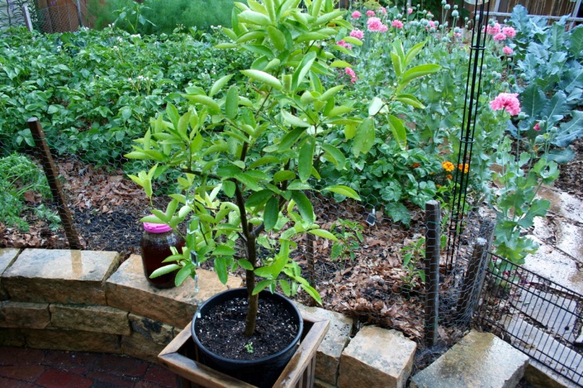Potted citrus plants, via The New Home Economics