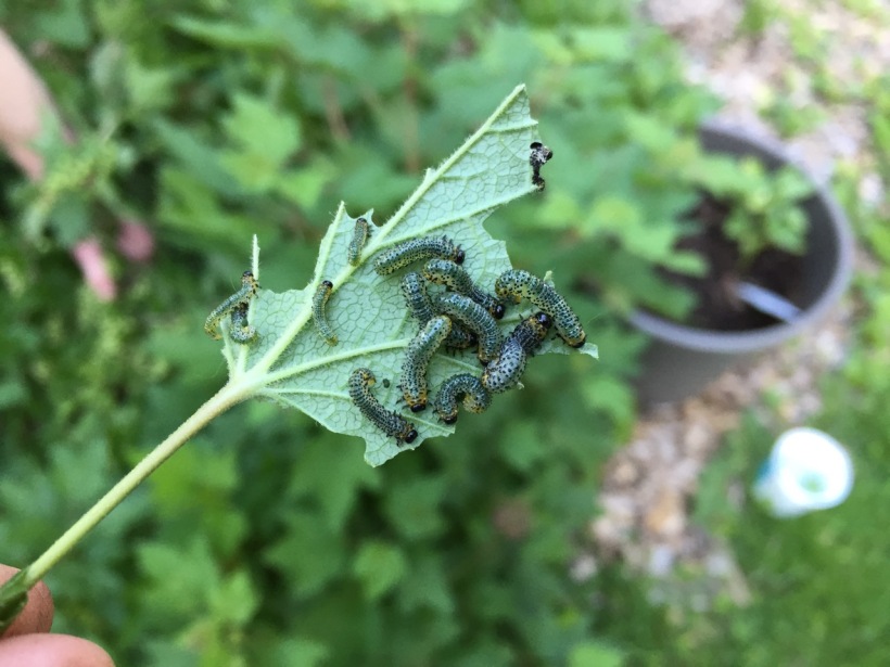 Currant or Gooseberry Sawflies, via The New Home Economics