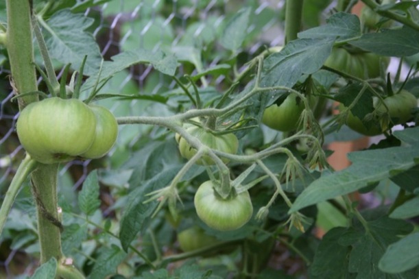 Tomatoes, via The New Home Economics